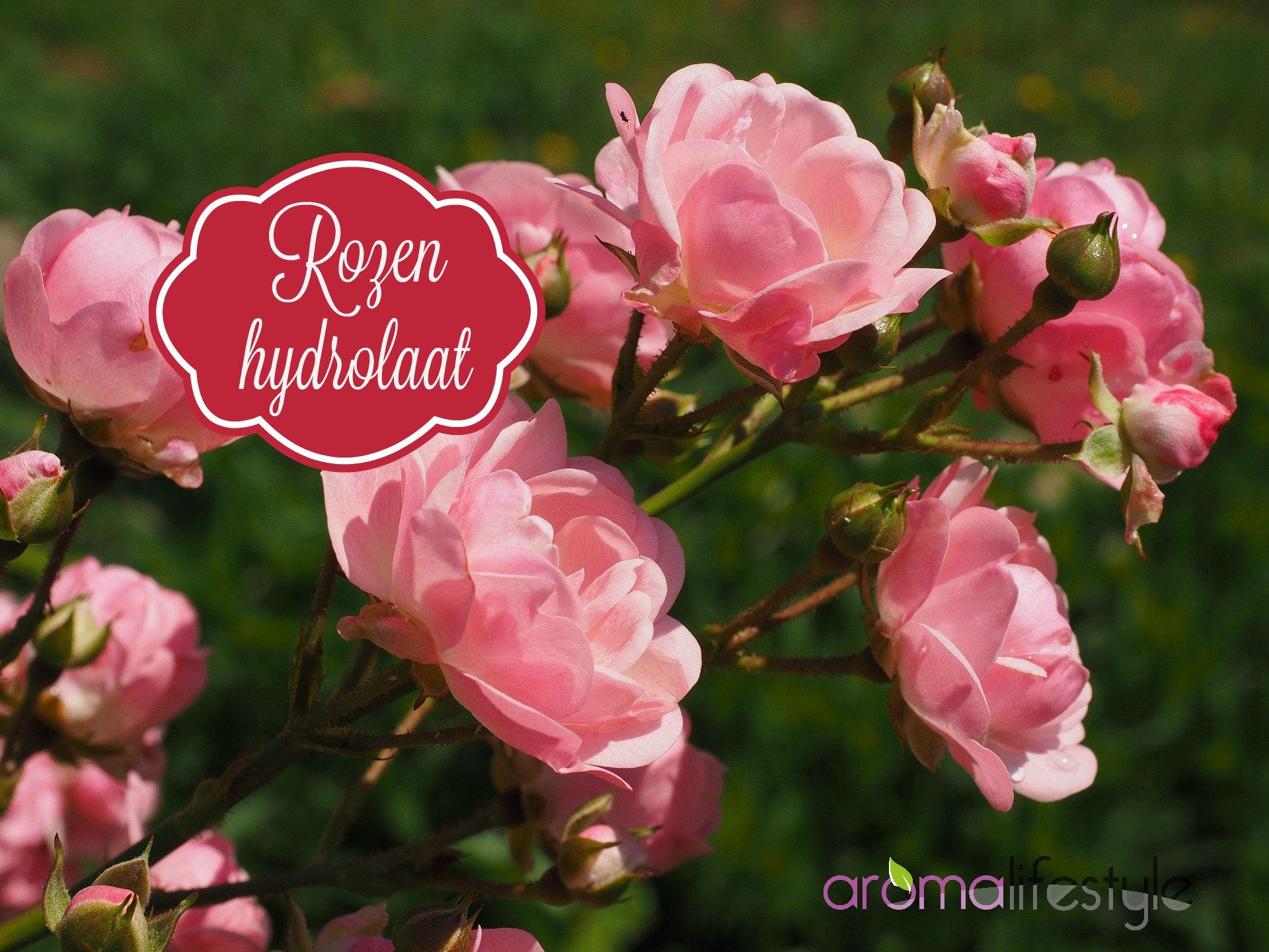 rozen hydrolaat